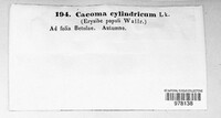 Caeoma cylindricum image